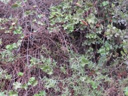 Pelargonium peltatum sprawling possessively